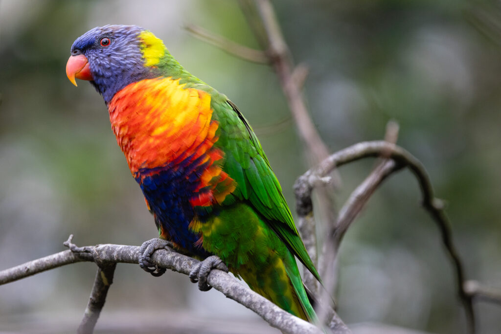 A rainbow lorikeet perches on a tree branch in Victoria, Australia