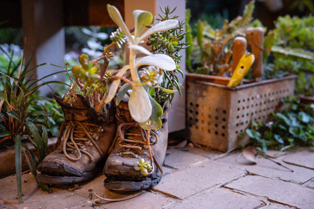 Succulent plants growing out of old, worn-out hiking boots