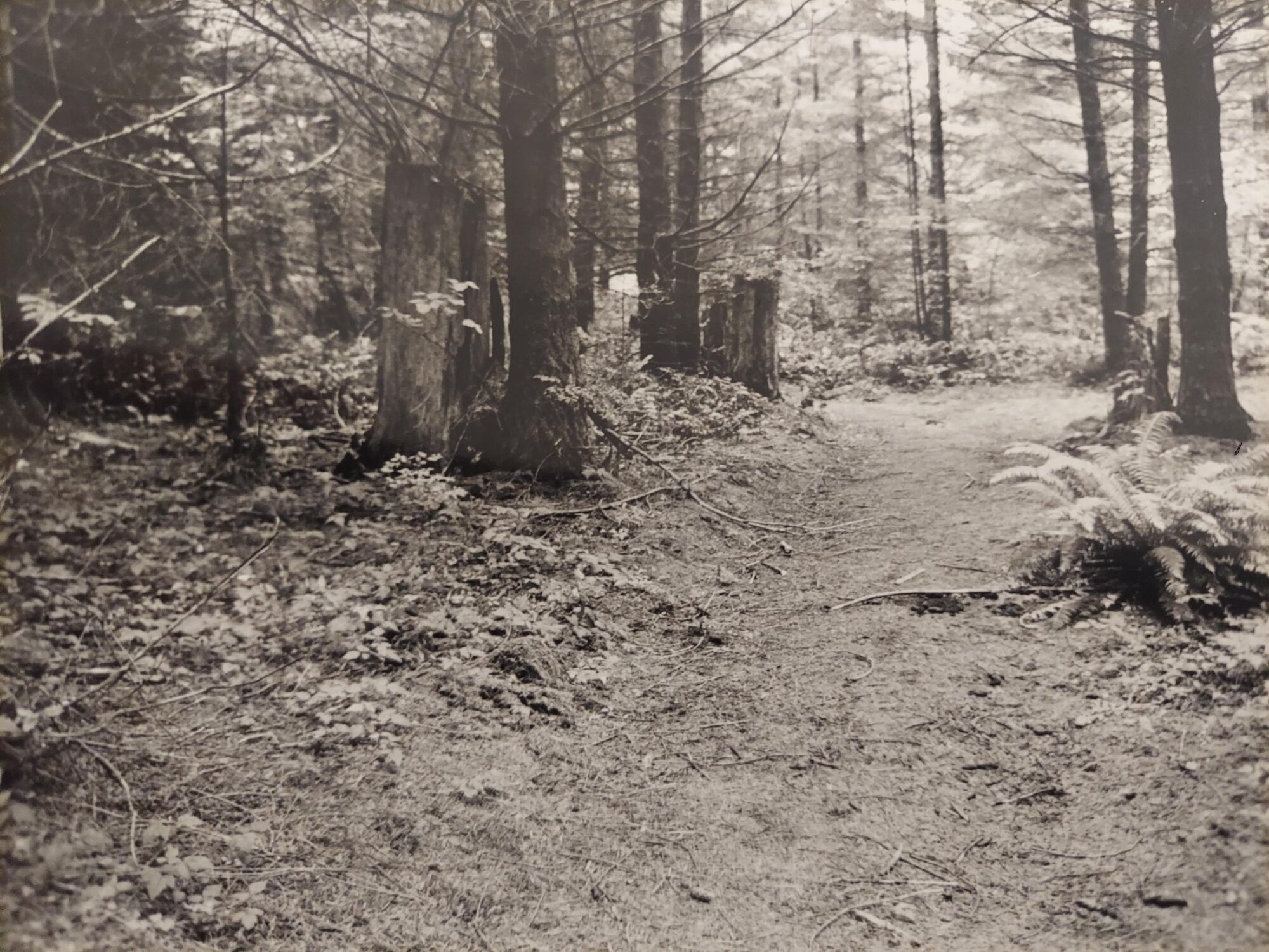 A wooded area in Washington State.